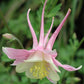 Aquilegia x hybrida 'Mckana Giants Mix', Langsporet akeleje