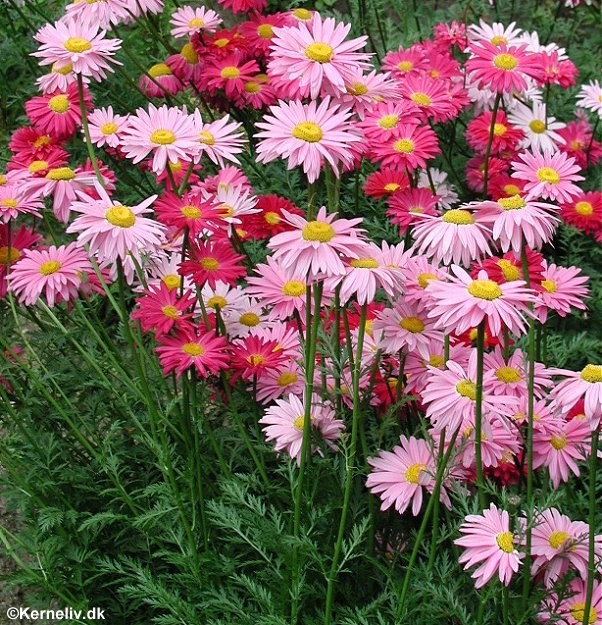 Chrysanthemum coccineum 'Robinson mix', Rosenkrave